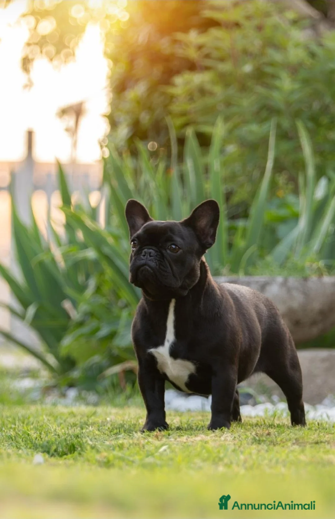 Bulldog Francese cani in vendita: Maschio fulvo a Provincia di Perugia - Annuncio 3