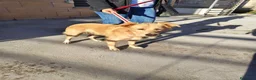 Meticcio cani in regalo: Maya dolcissima cagnolina taglia medio piccola  - Annuncio 3