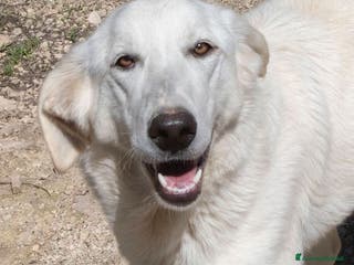 Meticcio cani IL SORRISONE DI ZULEYA a Provincia di Forlì-Cesena - Annuncio 30