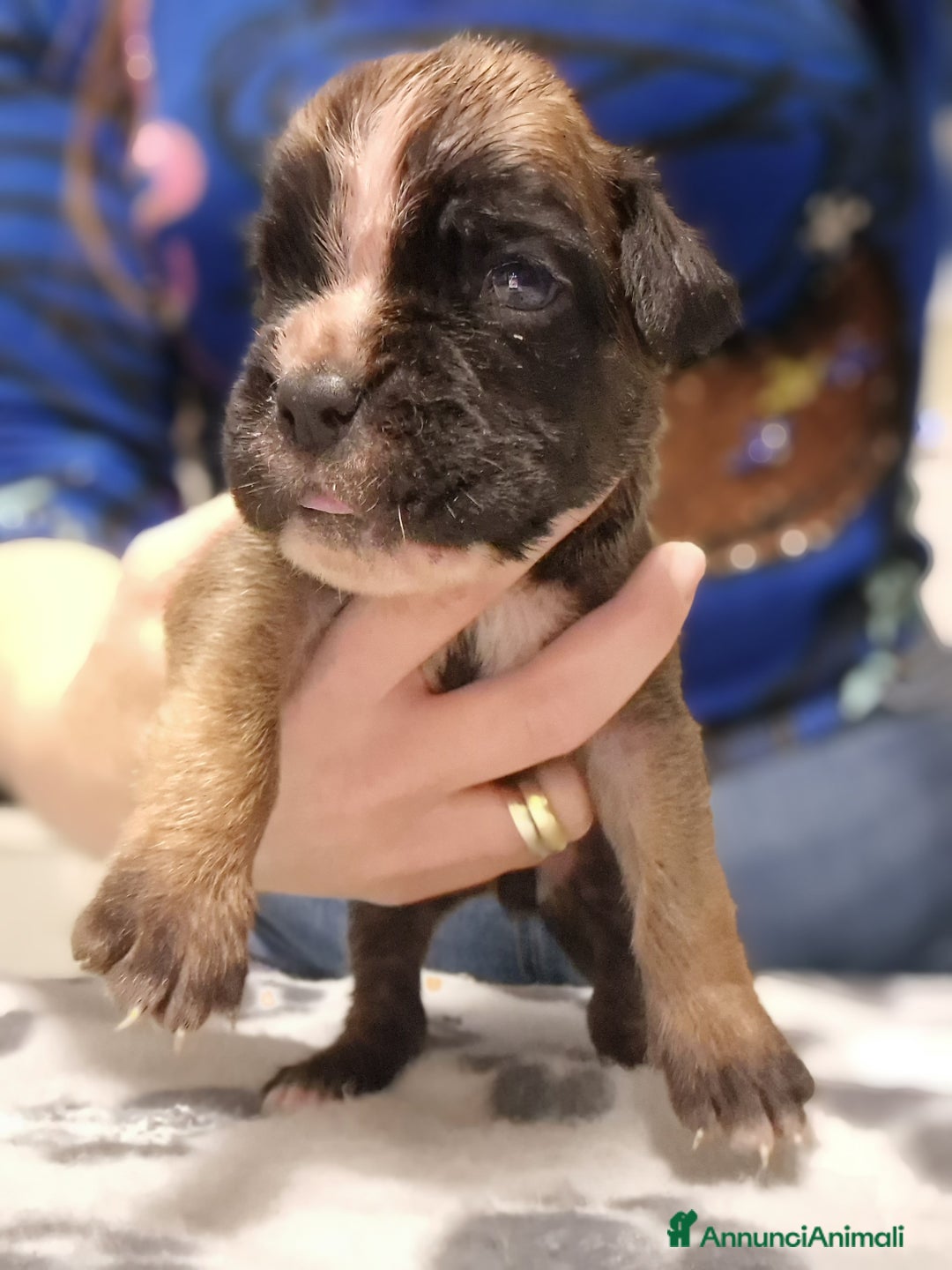 Boxer cani in vendita: Boxer cuccioli con pedigree - Annuncio 6