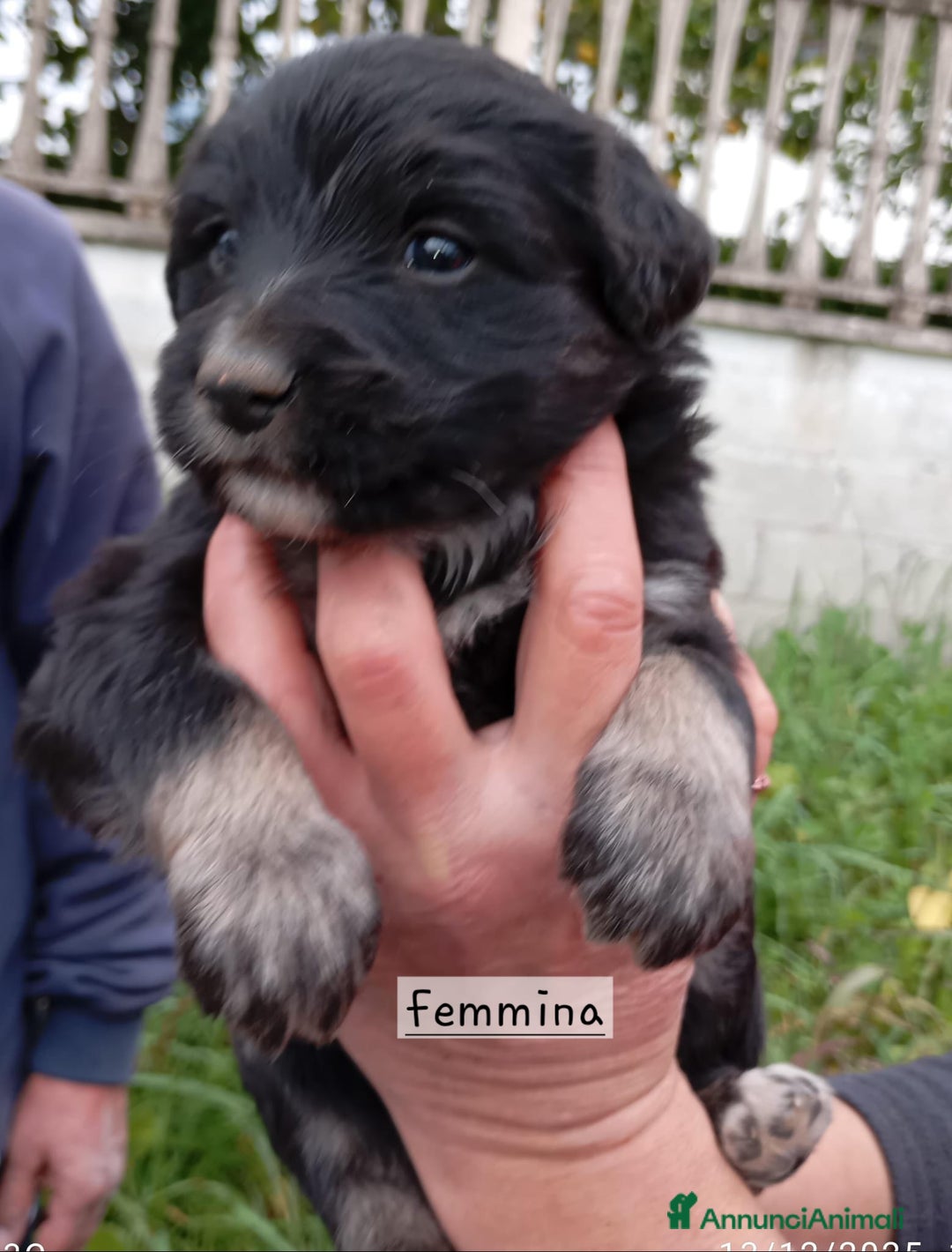 Altre razze cani in regalo: Cuccioli di taglia media piccola  - Annuncio 1