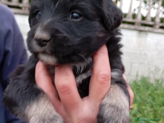 Altre razze cani Cuccioli di taglia media piccola - Annuncio 2