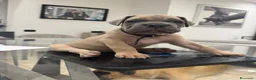 Cane Corso cani in vendita: VENDITA CUCCIOLA DI CANE CORSO - Annuncio 5