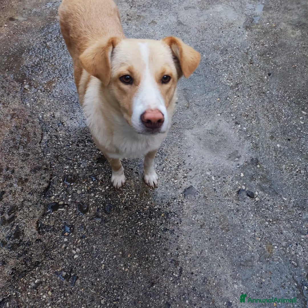 Meticcio cani in regalo: Mary e Nocciolino 4mesi e 1/2 INVISIBILI! SICILIA - Annuncio 9