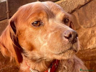 Breton cani Cagnolino breton - Annuncio 2