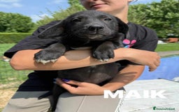Labrador cani in regalo: Mamma LABRADOR e cuccioli di 3 MESI! - Immagine 5