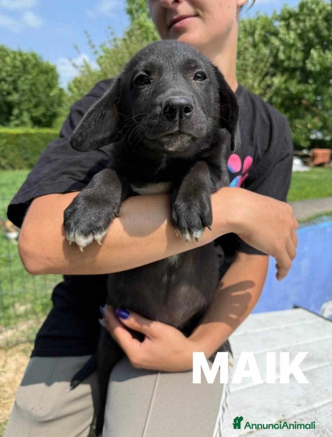 Labrador cani in regalo: Mamma LABRADOR e cuccioli di 3 MESI! - Immagine 5