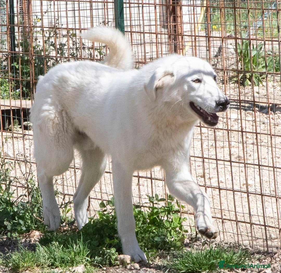 Meticcio cani in regalo: DEMYR DEMYR DEMYR a Città metropolitana di Roma Capitale - Annuncio 5