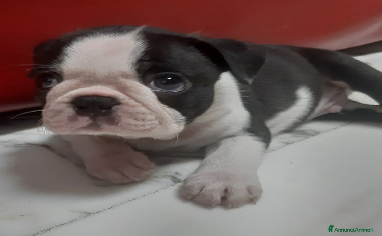 Boston Terrier cani a Metropolitan City of Milan - Annuncio 3