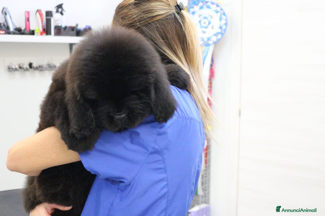 Terranova cani Terranova Cuccioli - Annuncio 9