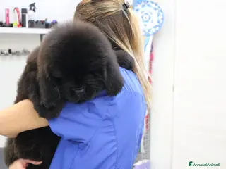 Terranova cani Terranova Cuccioli - Annuncio 9