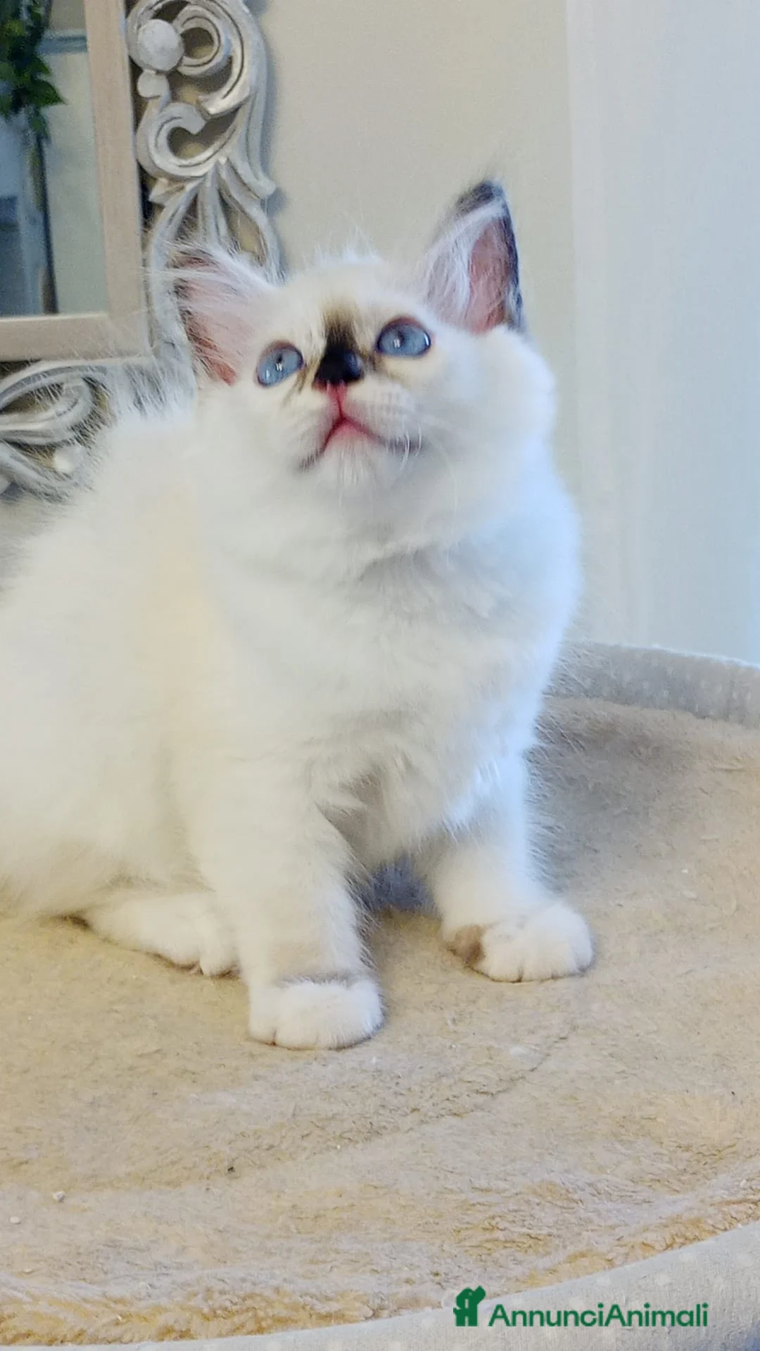 Sacro di Birmania gatti in vendita: Disponibile bellissima cucciola Sacro di birmania - Annuncio 2