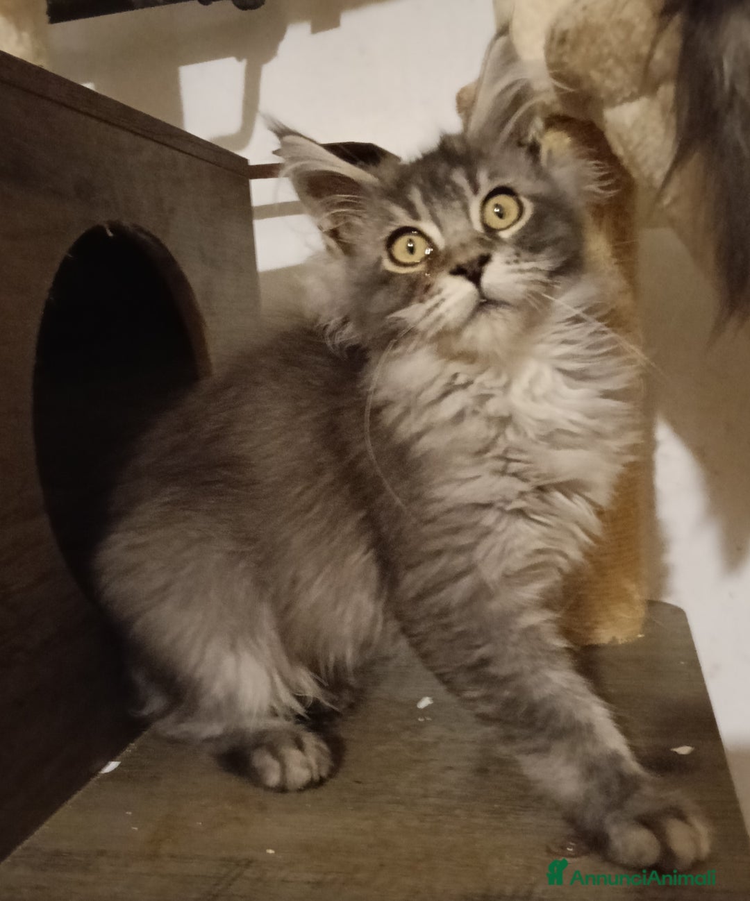 Maine Coon gatti in vendita: Cucciolo Maine coon black silver ticked tabby  - Annuncio 2