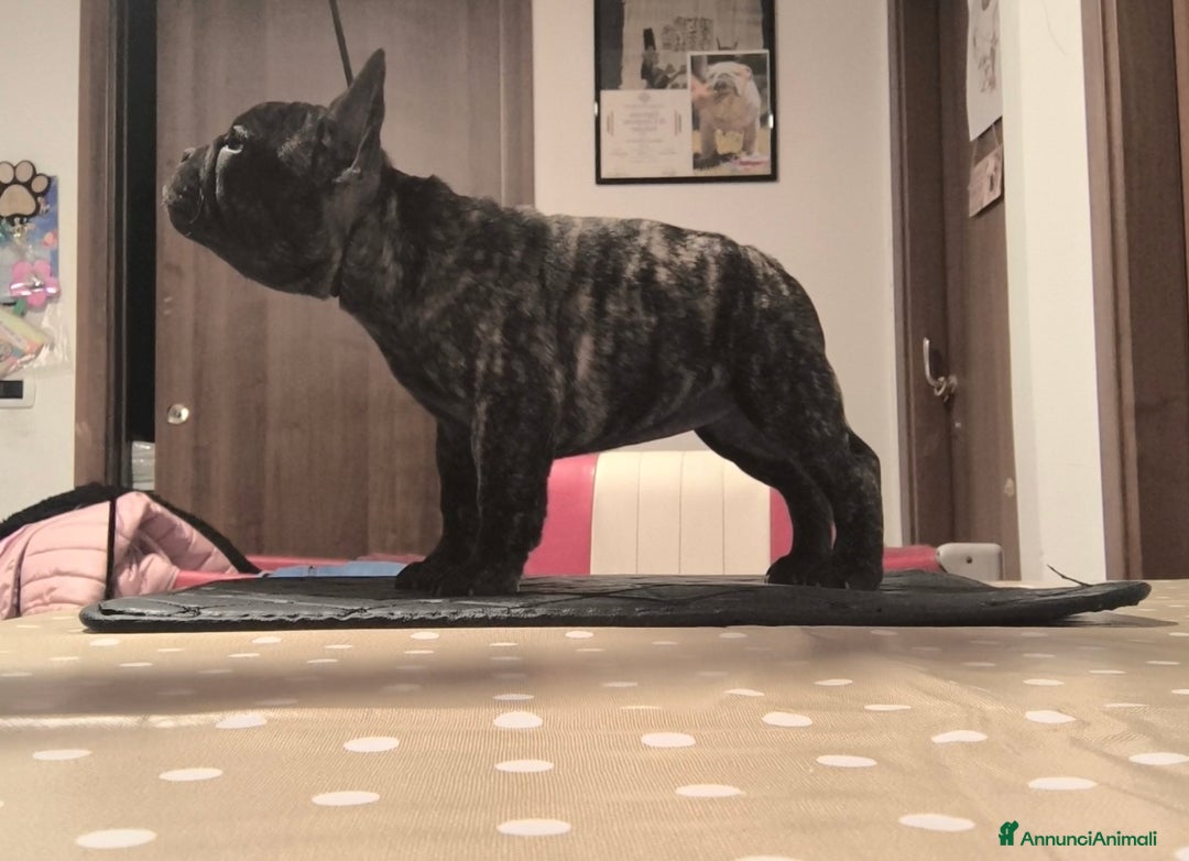 Bulldog Francese cani in vendita: Bulldog francese cuccioli enci a Provincia di Salerno - Annuncio 3