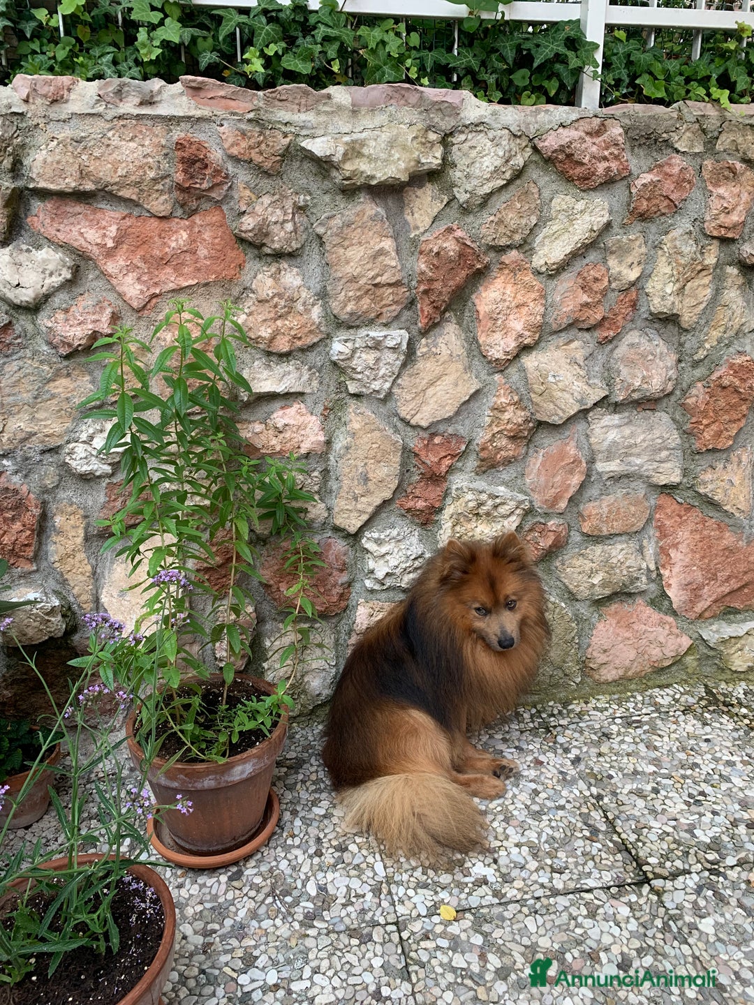 Volpino Italiano cani per accoppiamento: Volpino italiano rosso cerca fidanzata - Annuncio 5