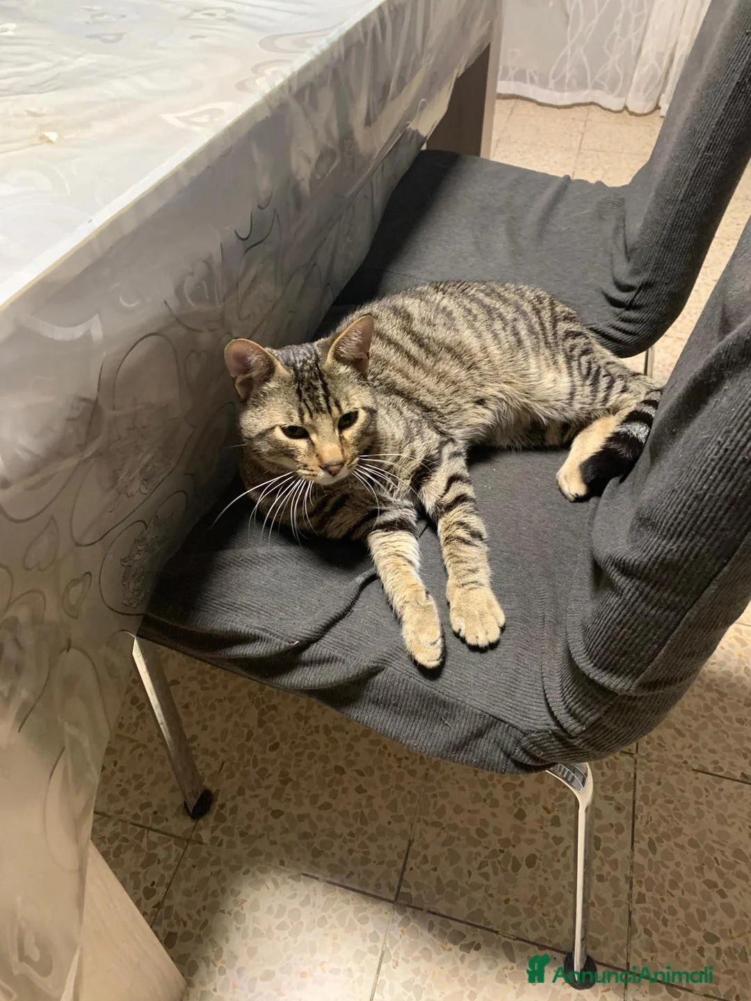 Europeo gatti in regalo: Gatto tigrato - Annuncio 7
