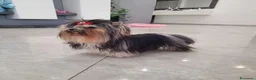 Biewer Terrier cani in vendita: Cucciolo yorkshire biewer terrier  - Annuncio 3