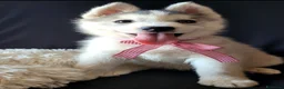 Husky cani in vendita: SIBERIAN HUSKY CUCCIOLATA CON PEDIGREE  - Annuncio 5