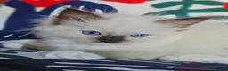 Ragdoll gatti in vendita: Meravigliosa cucciolata Ragdoll  - Annuncio 8