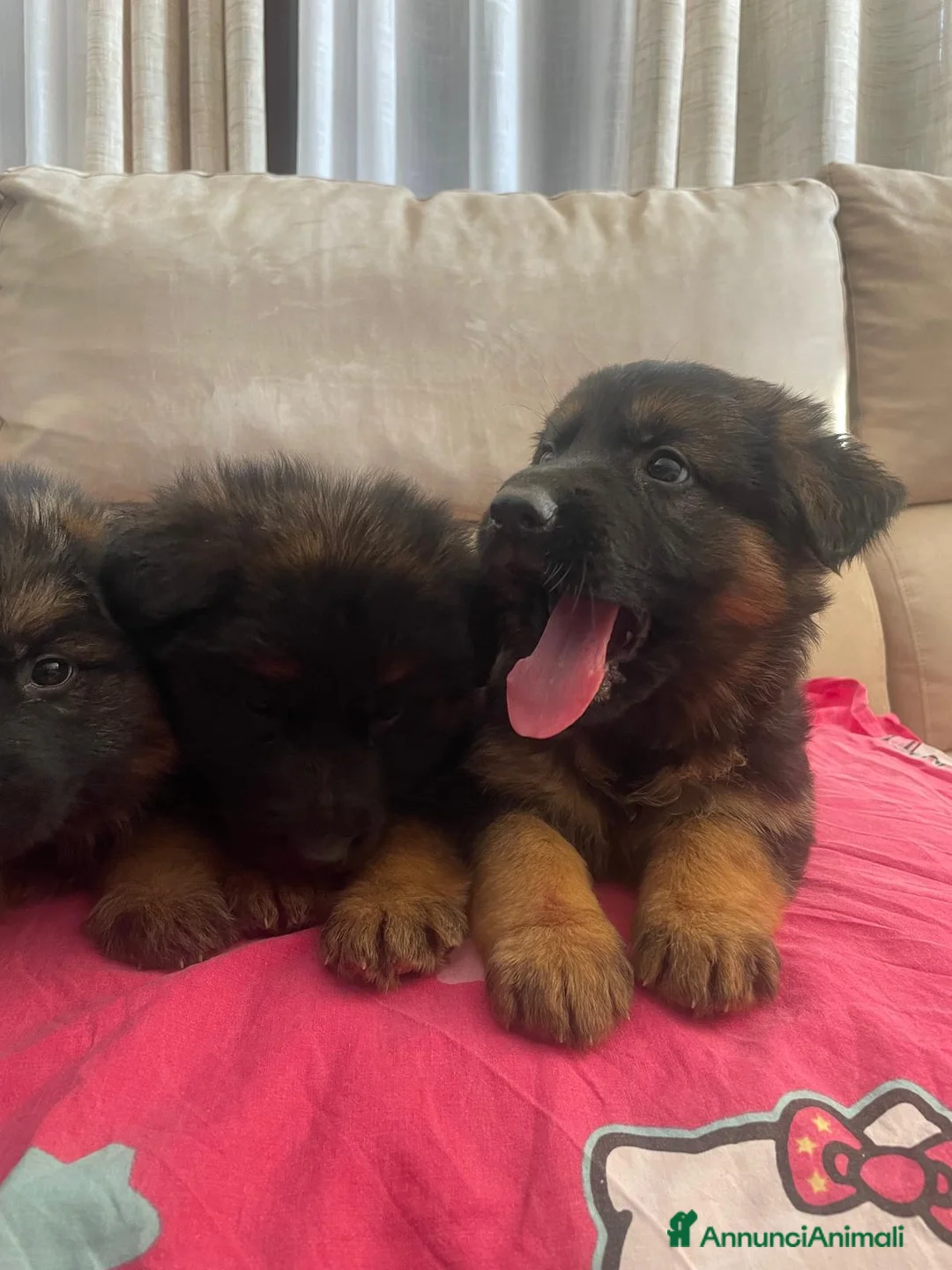 Pastore Tedesco cani in vendita: CUCCIOLI DI PASTORE TEDESCO a Provincia di Vercelli - Annuncio 6