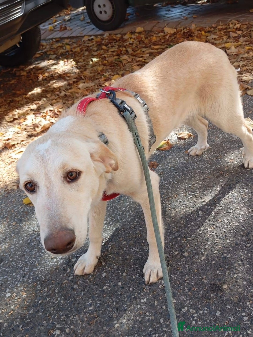 Meticcio cani in regalo: Dolce cucciola color miele 5 mesi tg media - Annuncio 2