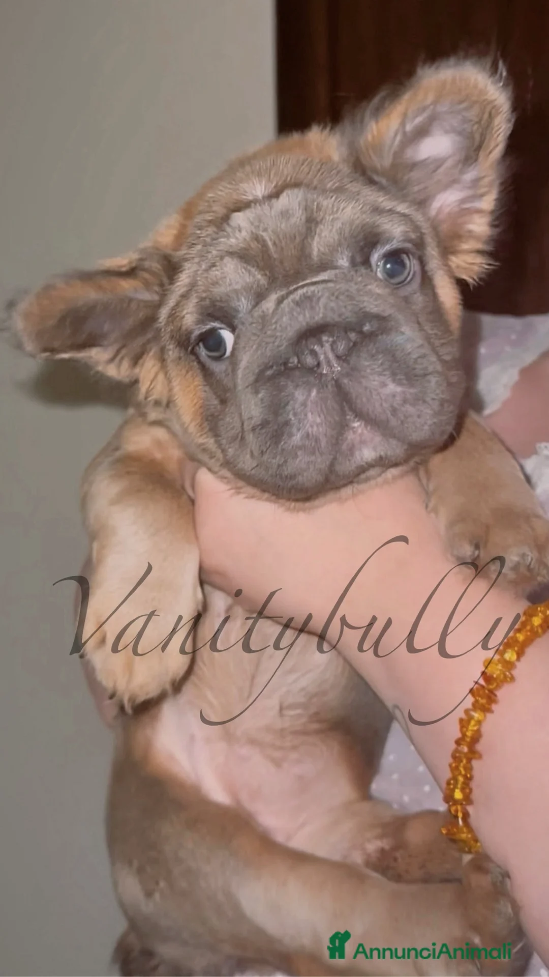 Bulldog Francese cani in vendita: Bulldog Francese  a Libero consorzio comunale di Agrigento - Annuncio 2