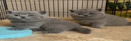 British gatti in vendita: British shorthair blu - Annuncio 25