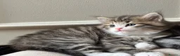 Siberiano gatti in vendita: SIBERIANO GATTINO IPOALLERGENICO  - Annuncio 10