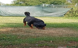 Rottweiler cani in regalo: Ares: 5 anni, Rottweiler equilibrato, socievole  a Città Metropolitana di Genova - Immagine 15