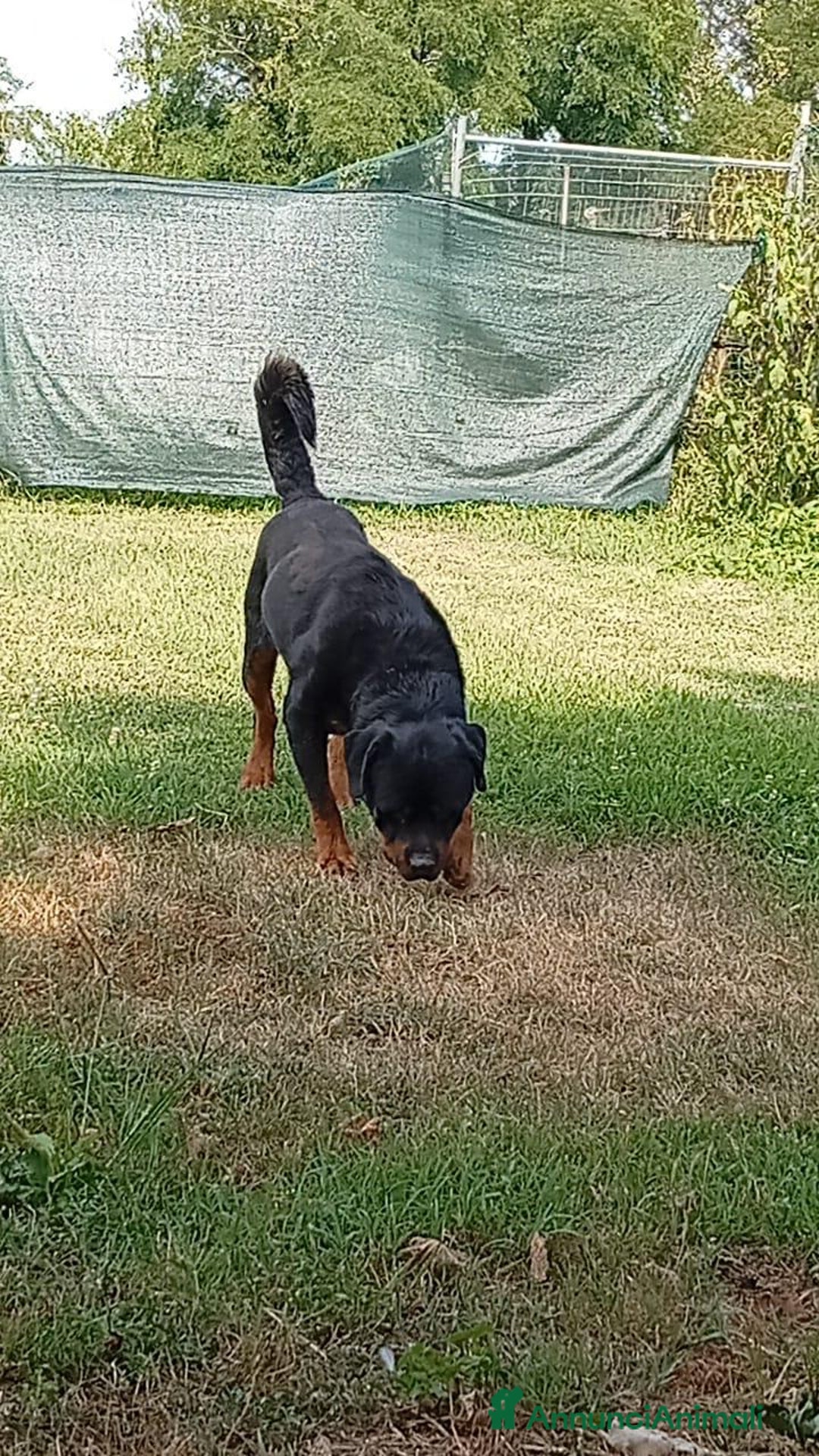 Rottweiler cani in regalo: Ares: 5 anni, Rottweiler equilibrato, socievole  a Città Metropolitana di Genova - Immagine 15
