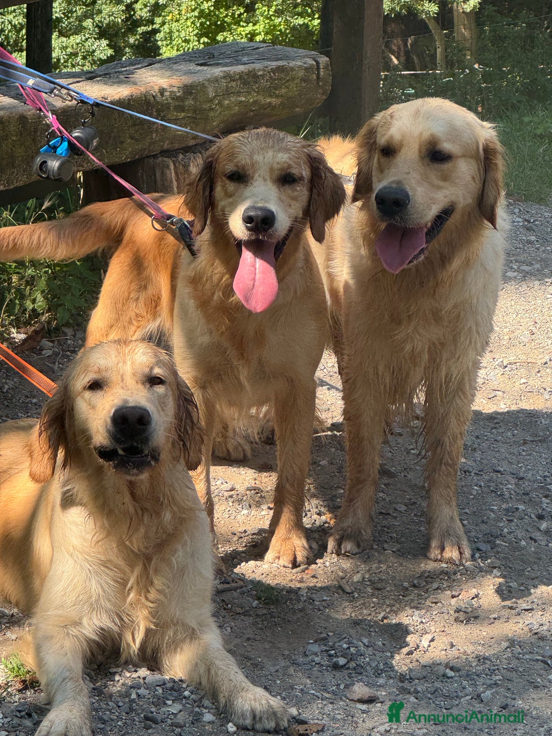 Immagine della galleria {{count}}