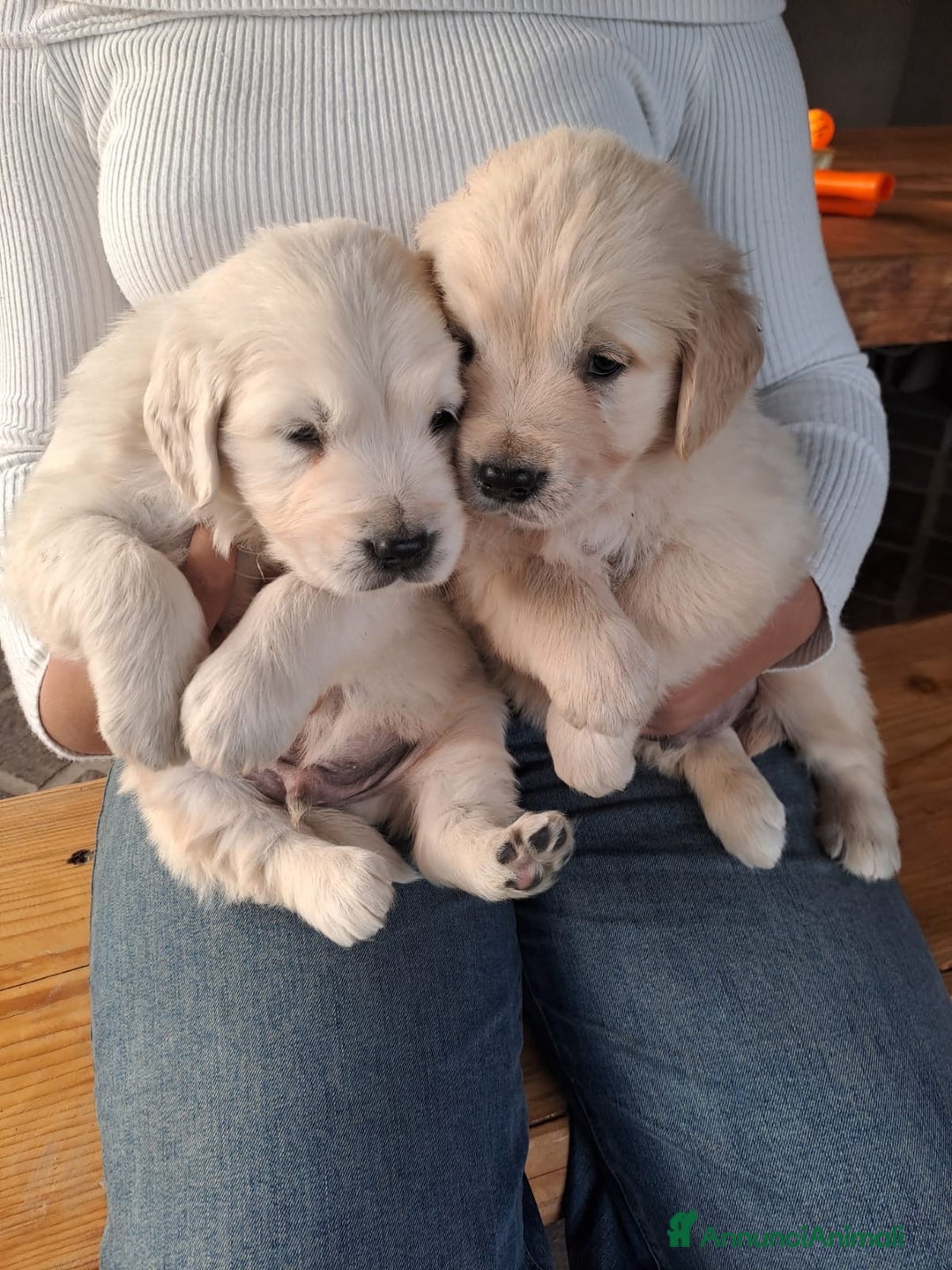 Golden Retriever cani in vendita: Golden retriever - Annuncio 10