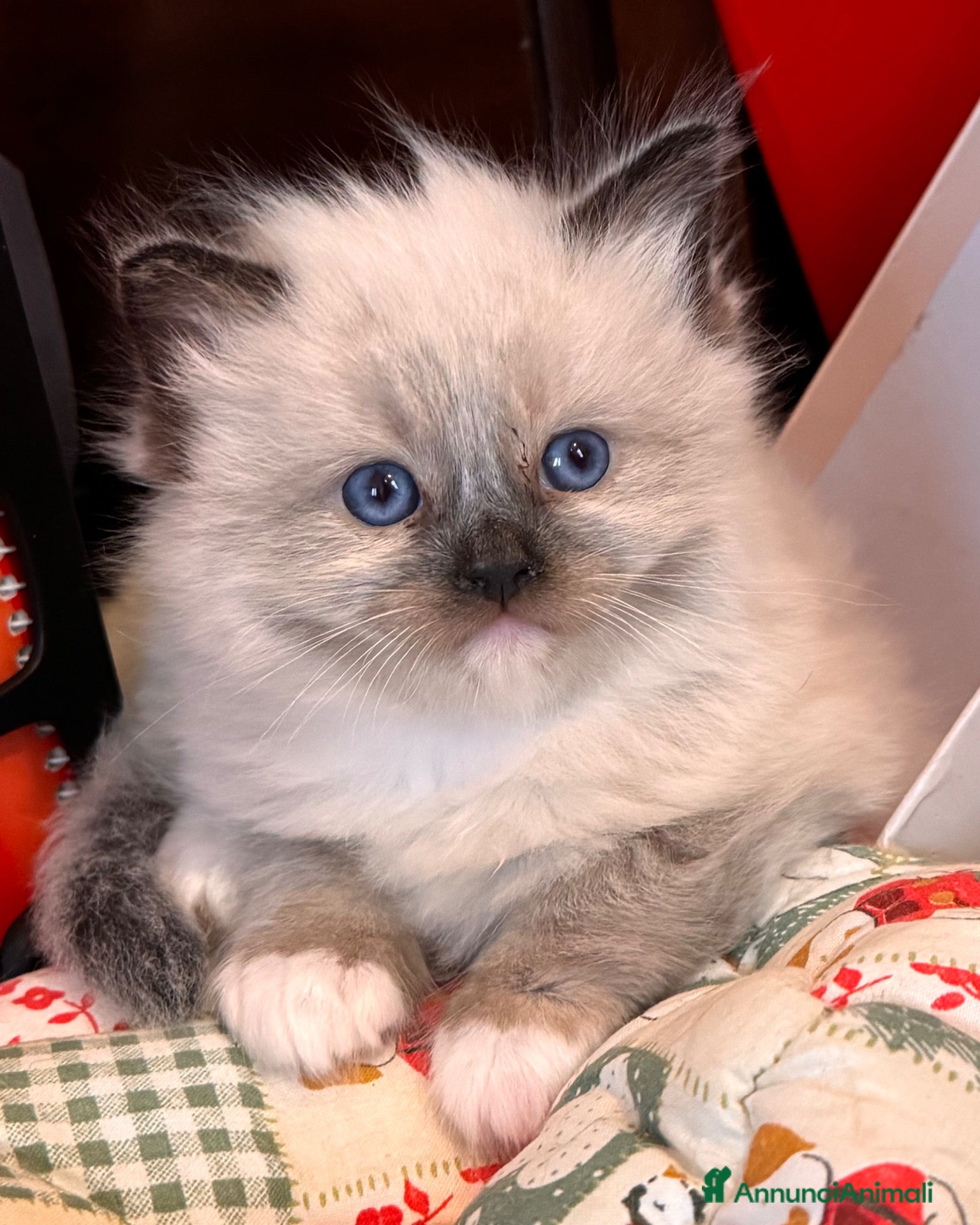 Ragdoll gatti Ragdoll seal point mitted  - Annuncio 7