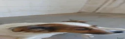 Meticcio cani in regalo: Brontolo  - Annuncio 2
