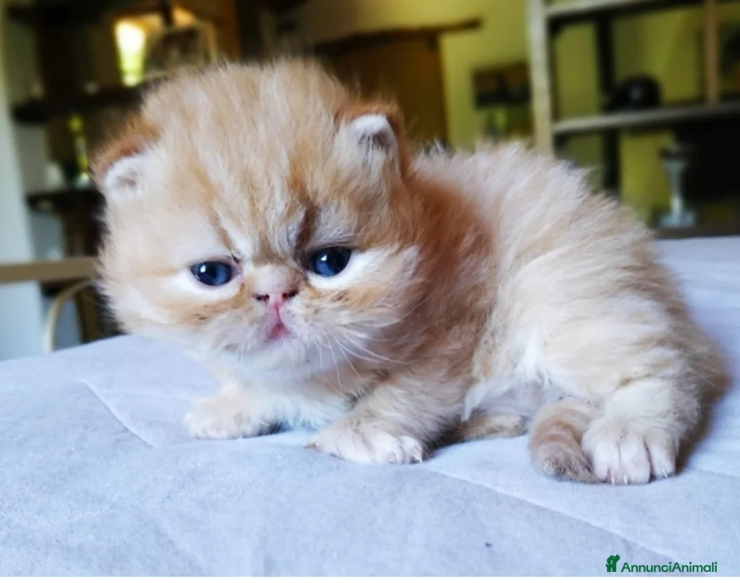 Persiano gatti in vendita: Gattini persiani - Annuncio 4