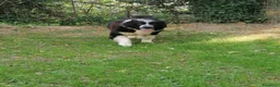 Terranova cani in regalo: Boris, Terranova in Canile  - Annuncio 1
