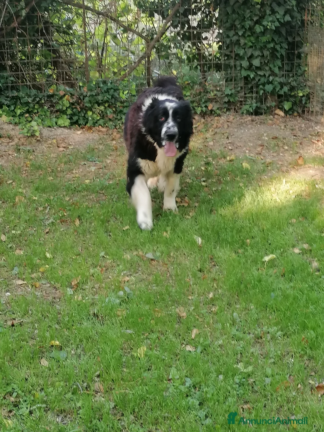 Terranova cani in regalo: Boris, Terranova in Canile  - Annuncio 1