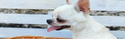 Chihuahua cani in vendita: Chihuahua toy - Annuncio 11