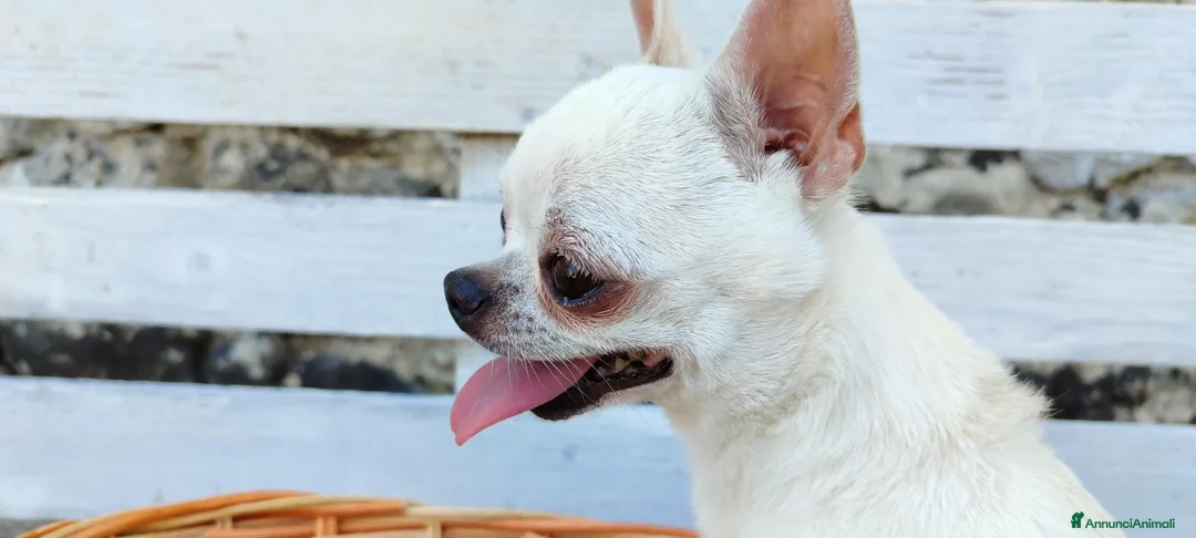 Chihuahua cani in vendita: Chihuahua toy - Annuncio 11