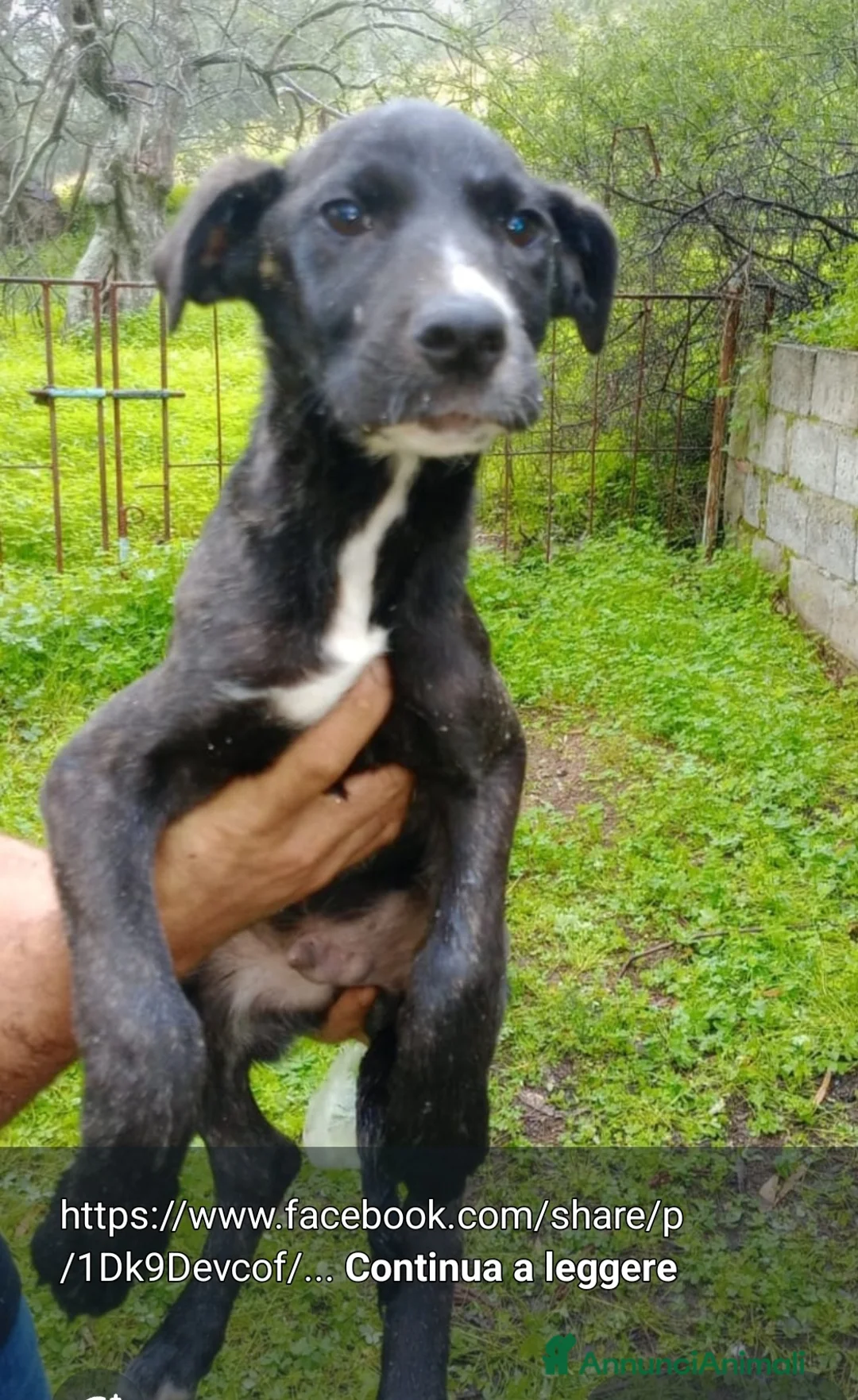Meticcio cani in regalo: 3mesi nero SOLO 1FOTO X SALVARLO! COSENZA URGENTE - Annuncio 1