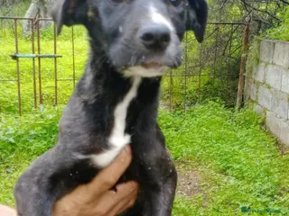 Meticcio cani 3mesi nero SOLO 1FOTO X SALVARLO! COSENZA URGENTE - Annuncio 12