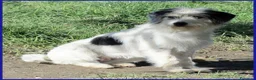 Meticcio cani in regalo: MANNAGGIA simil spinoncina timidina - Annuncio 5