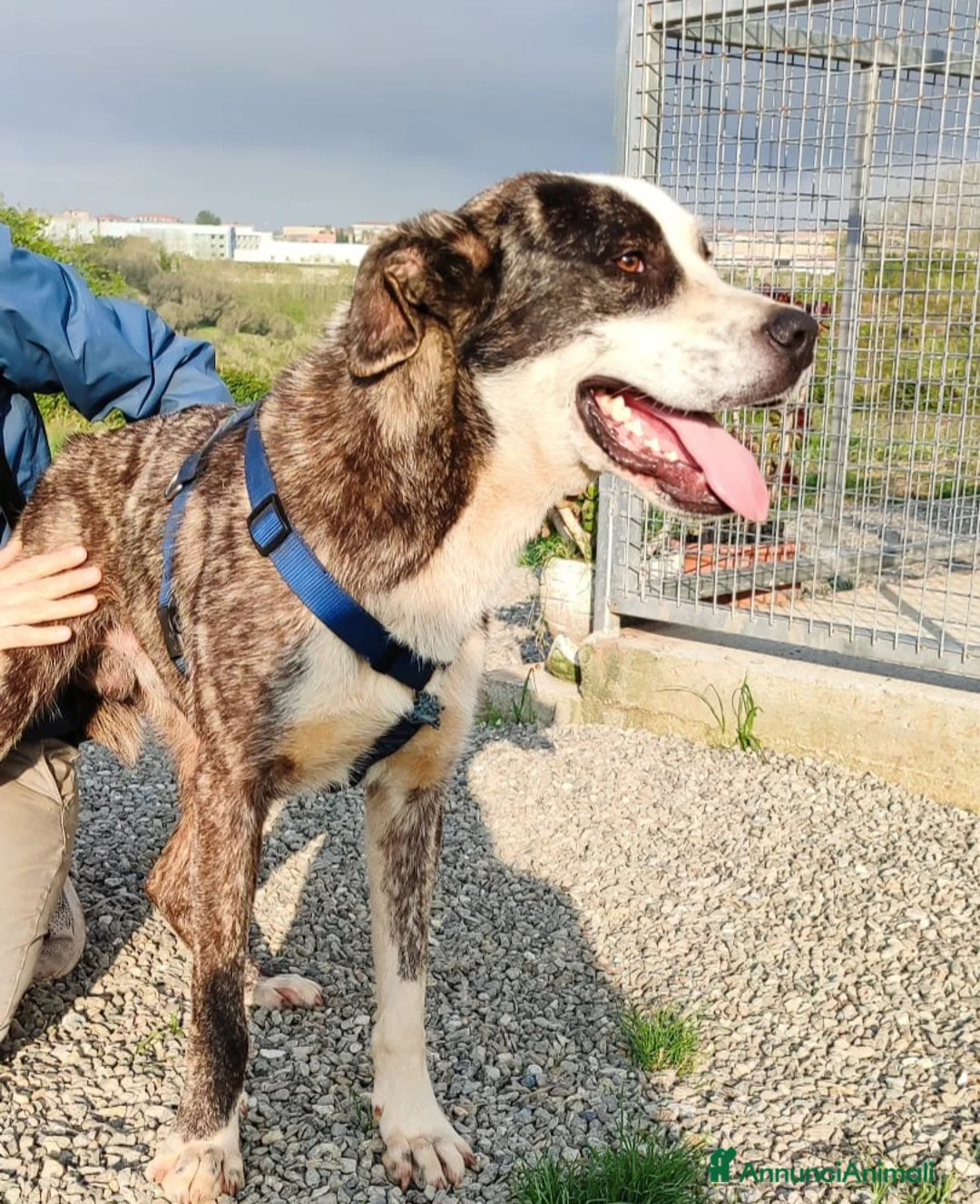 Meticcio cani in regalo: OTIS DOLCISSIMO CUCCIOLO  a Città Metropolitana di Genova - Annuncio 2