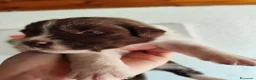 Australian Shepherd cani in vendita: Cuccioli di Australian Shepherd a Libero consorzio comunale di Trapani - Annuncio 20