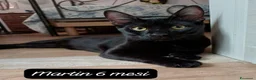 Europeo gatti in regalo: Gattini destinati alla colonia! a Provincia di Ferrara - Annuncio 8