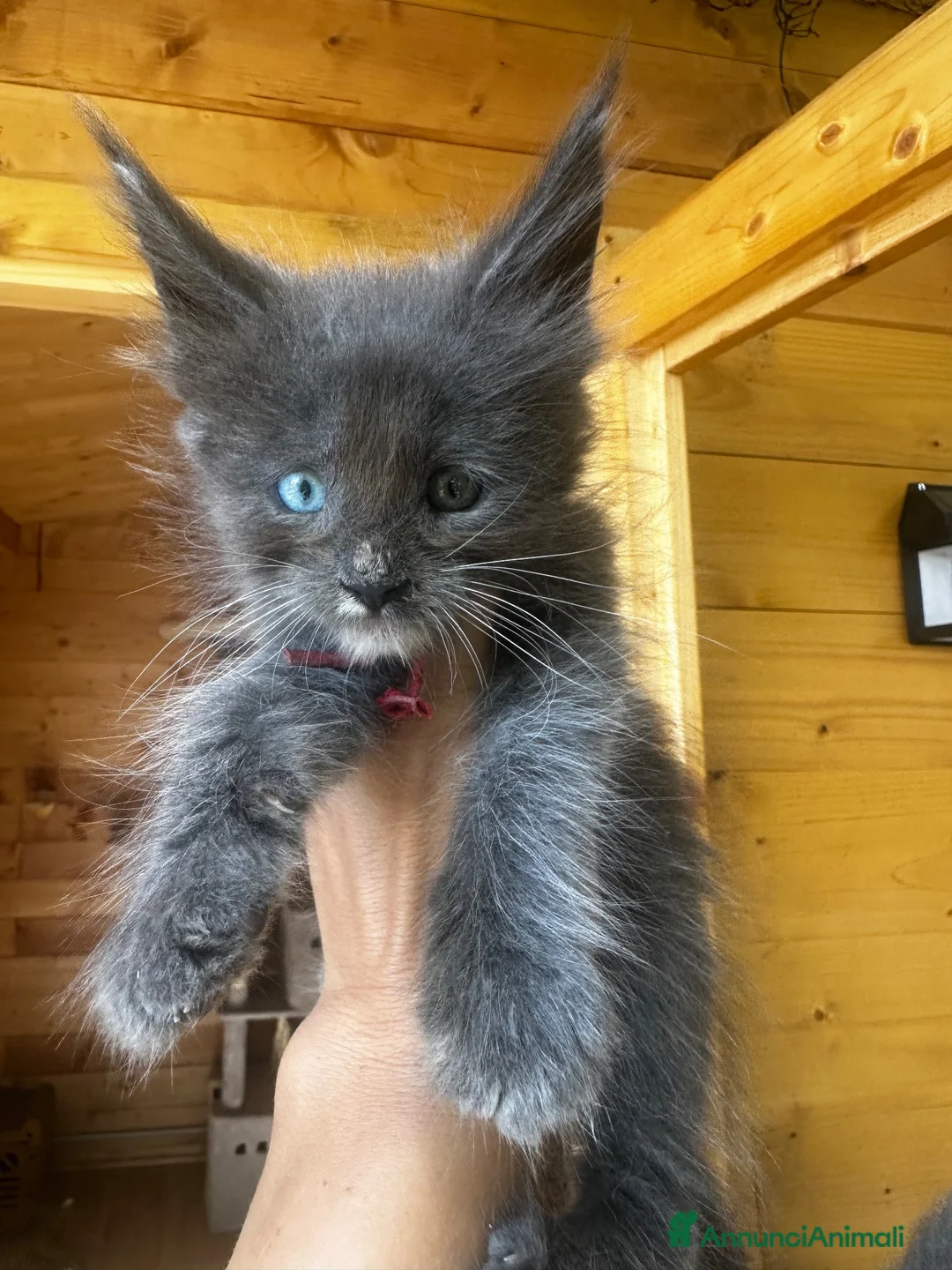 Maine Coon gatti in vendita: Cuccioli Blue e Blue Silver tabby - Annuncio 1