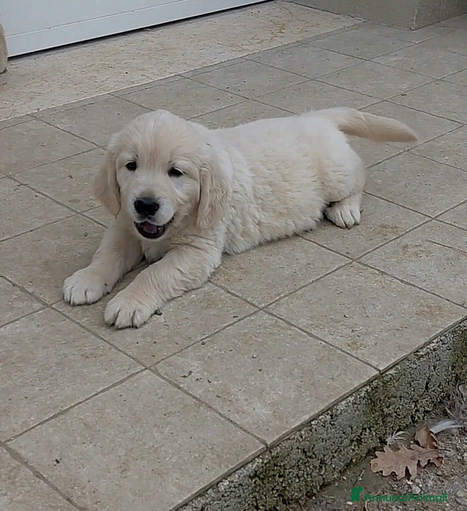 Golden Retriever cani Cucciolindi Golden retriever - Annuncio 2