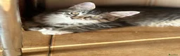 Maine Coon gatti in vendita: Maine coon femmine - Annuncio 9