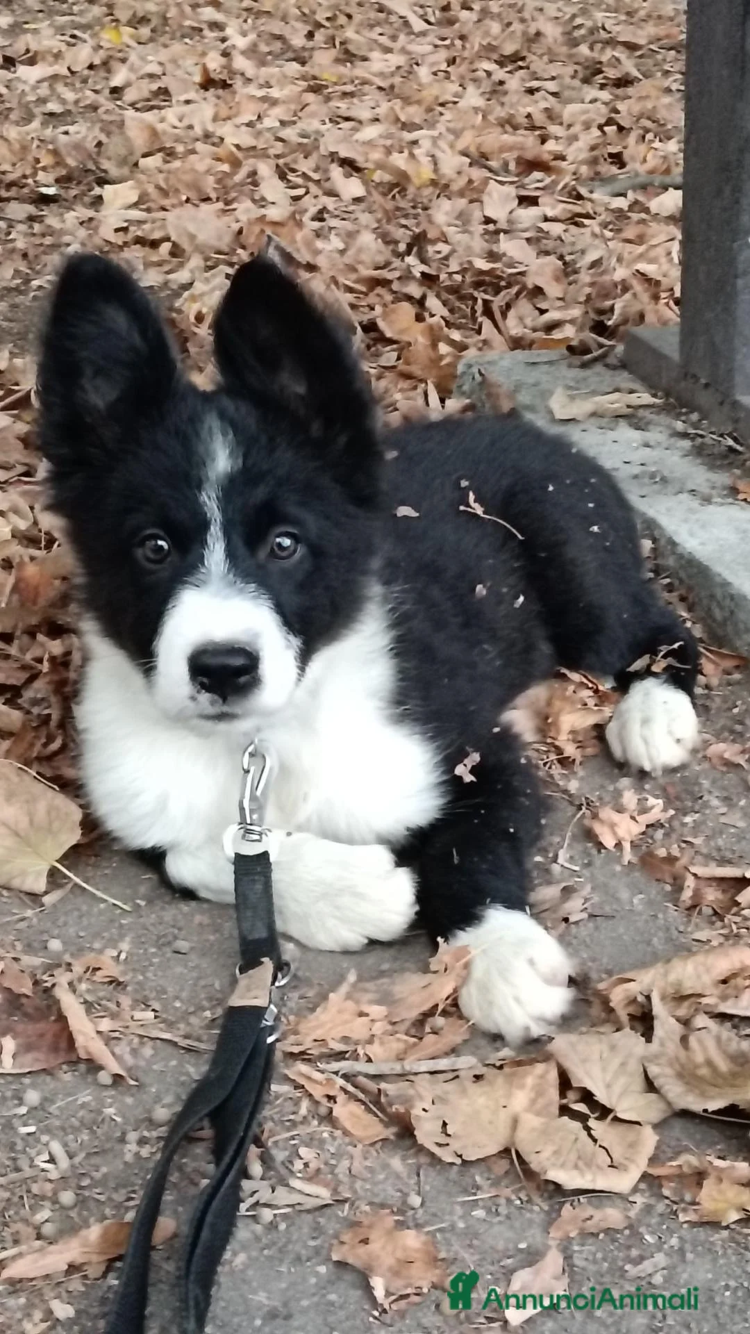 Border Collie cani in vendita: Cucciolo Border Collie con pedigree - Annuncio 2