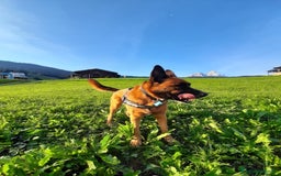 Pastore Belga cani in regalo: Cerco nuova famiglia per Class - Annuncio 4